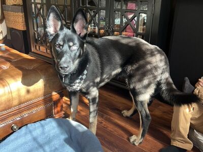 German Shep/Husky Mix Puppy