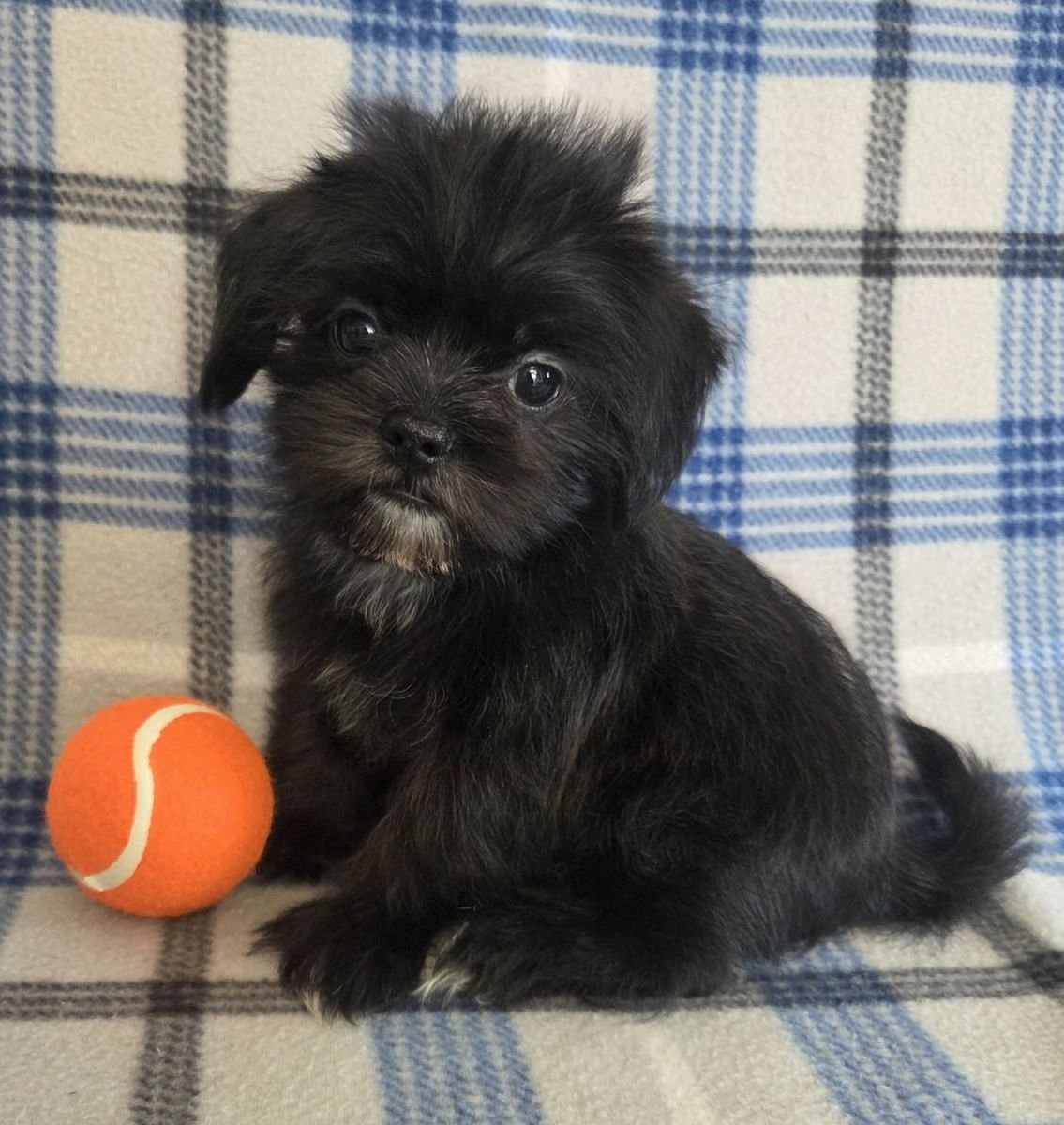 CUTE MALE SHORKIE PUPPY