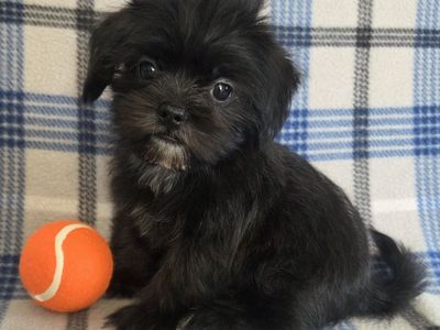 CUTE MALE SHORKIE PUPPY