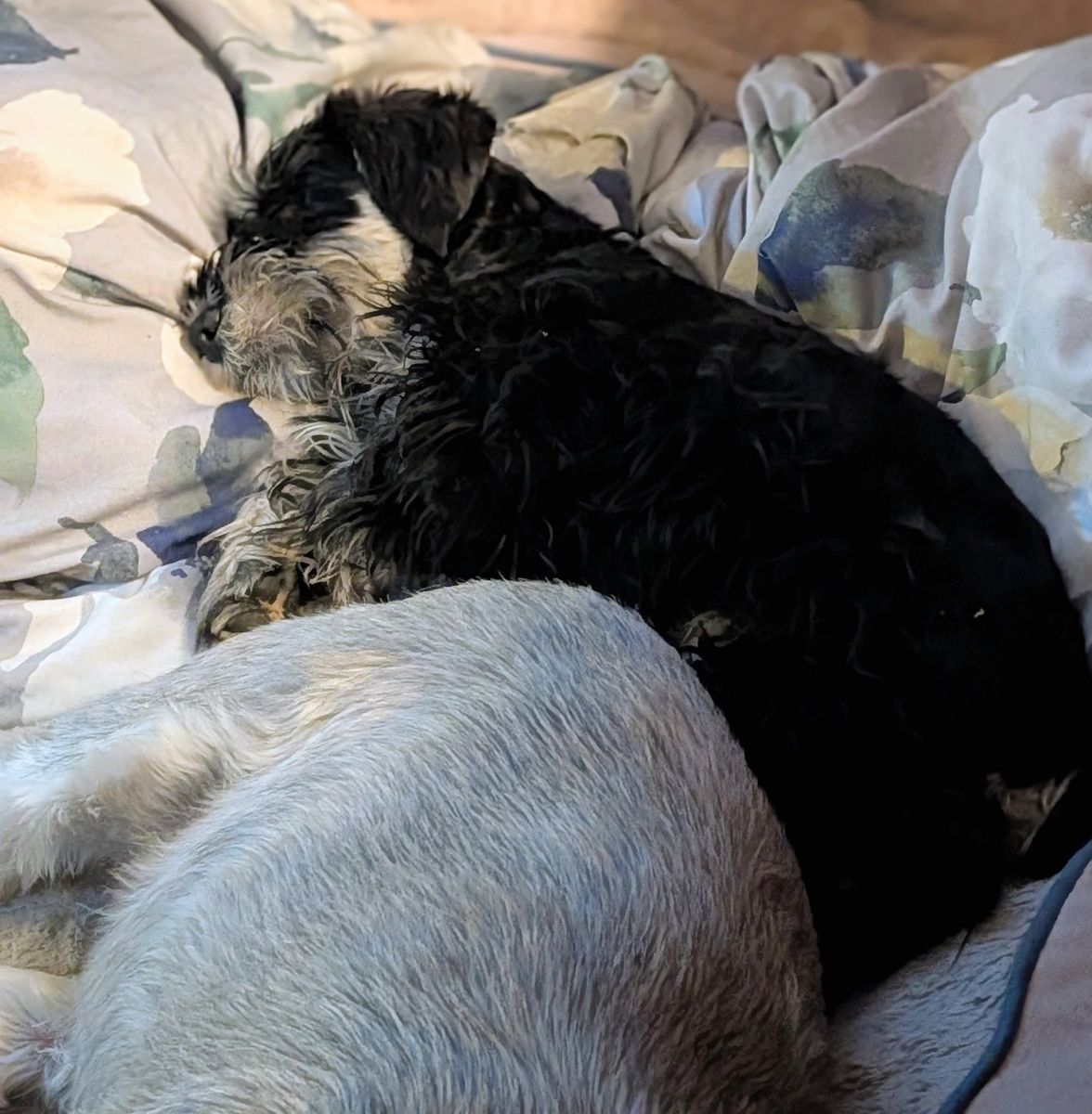 not your neighbor's doodle miniature Schnauzer