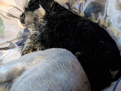 not your neighbor's doodle miniature Schnauzer