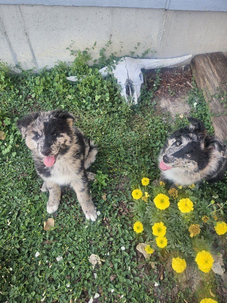 German Shepherd/Border Collie Puppies "Shollies"