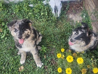 German Shepherd/Border Collie Puppies "Shollies"