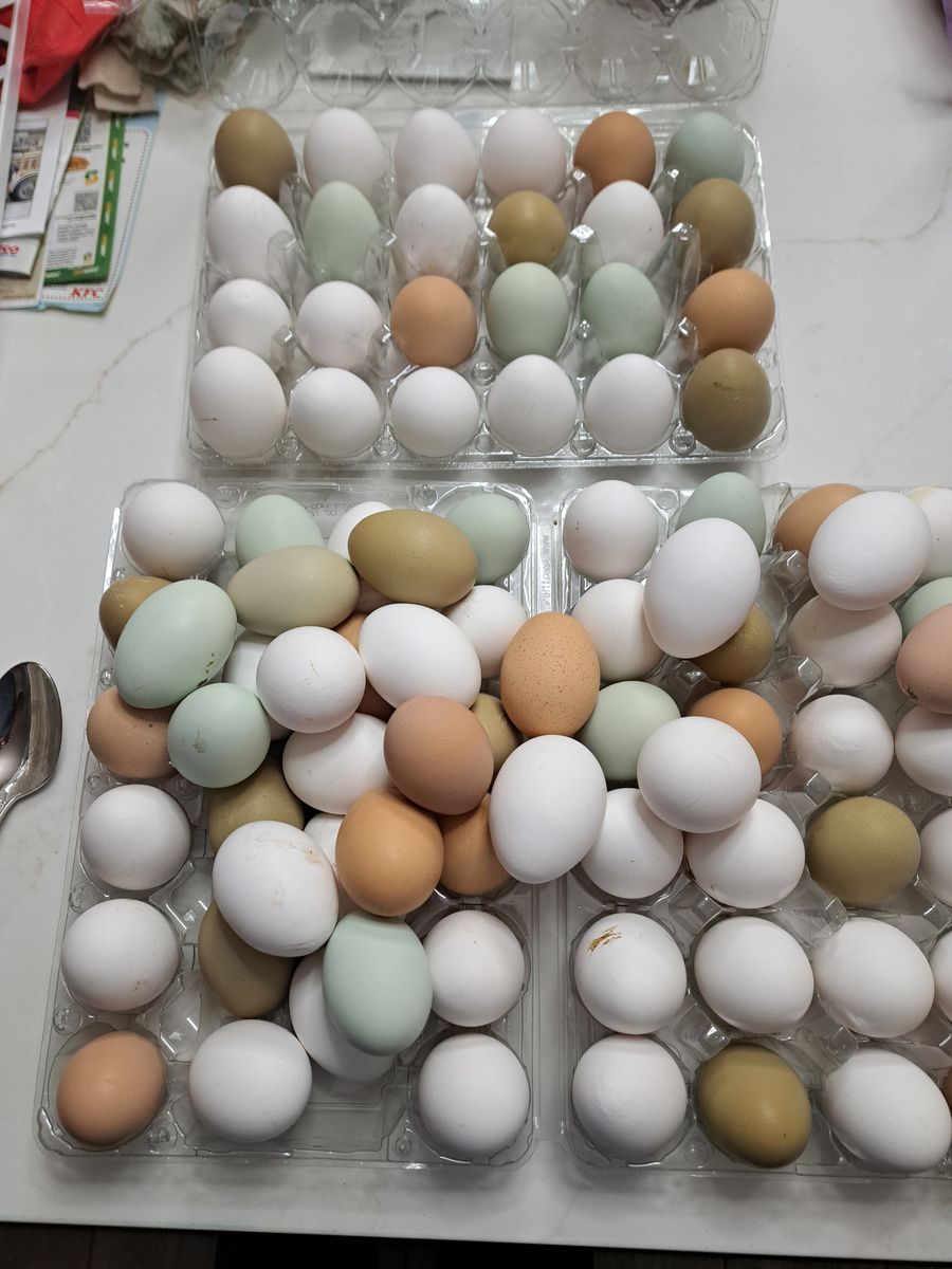 Fresh eggs