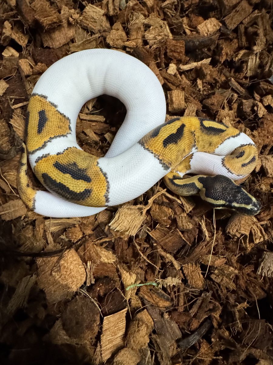 Ball Python Pied Female