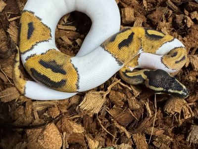 Ball Python Pied Female