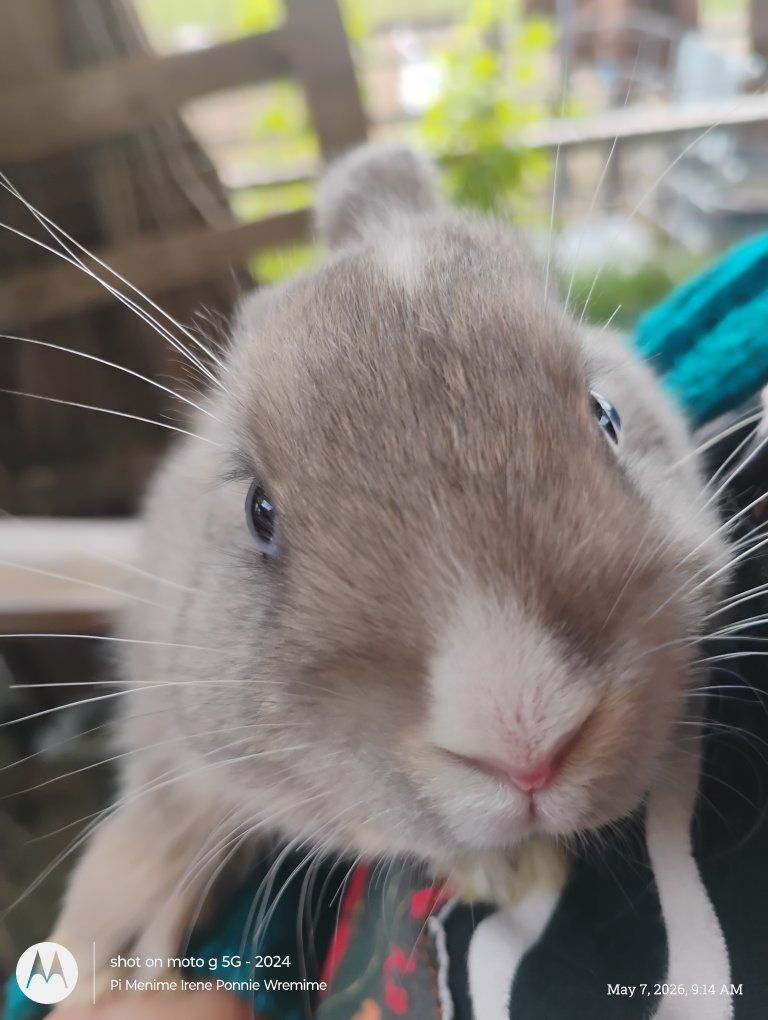 baby buns for sale to good homes