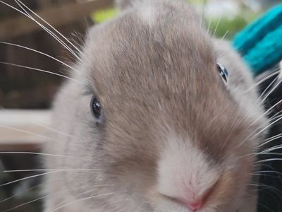 baby buns for sale to good homes