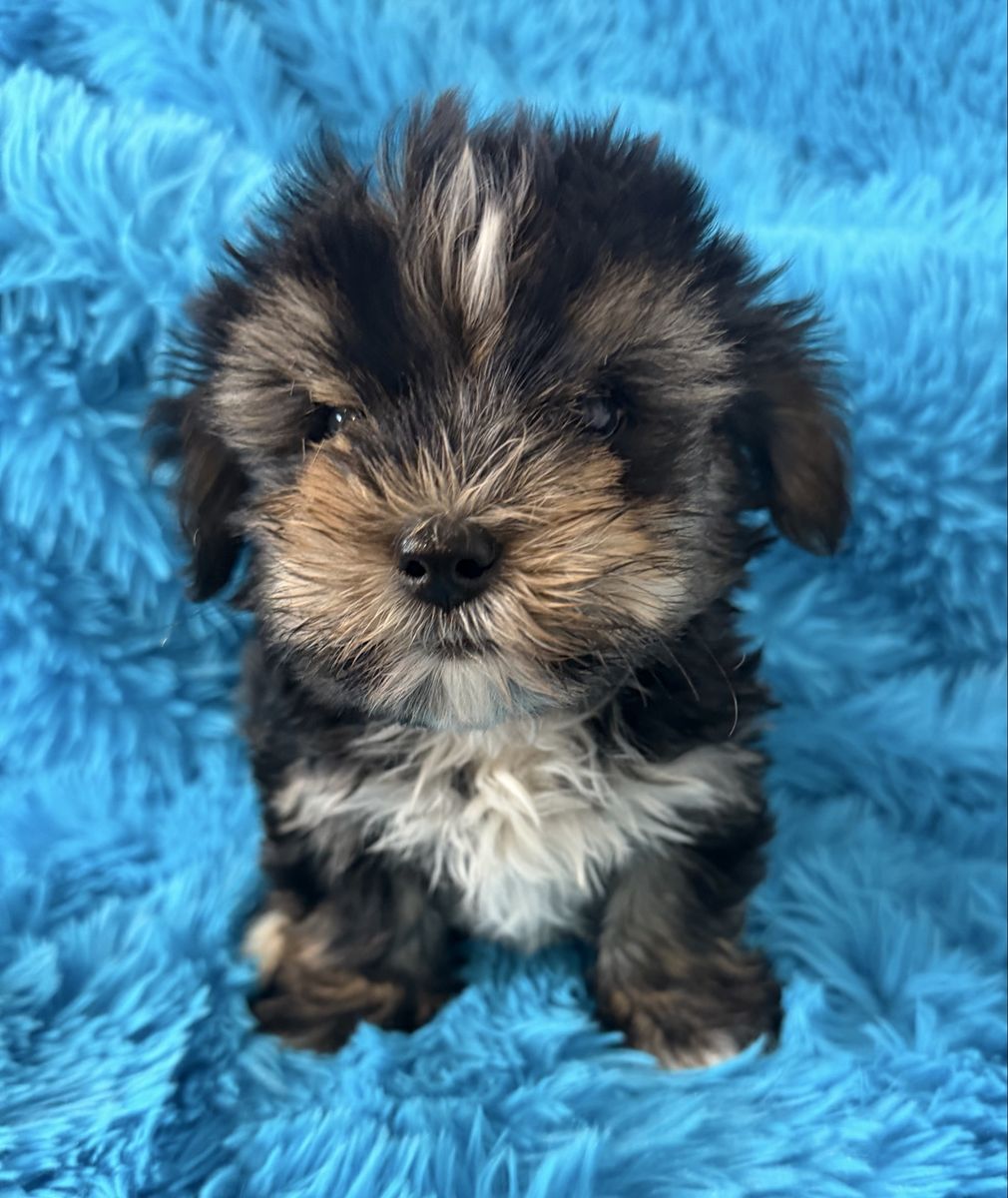 Cute little 3/4 Yorkie 1/4 Maltese puppy Yorkies