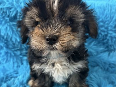 Cute little 3/4 Yorkie 1/4 Maltese puppy Yorkies