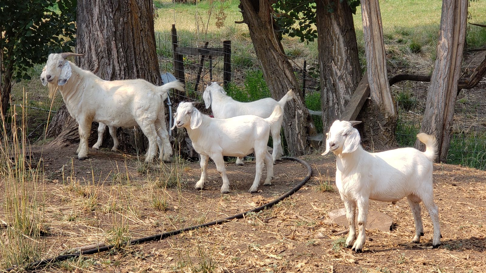 Yearling Fullblood Savanna and Boer Crossbred Bucks