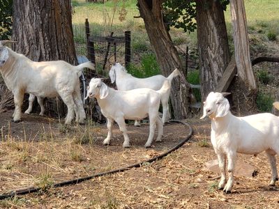 Yearling Fullblood Savanna and Boer Crossbred Bucks