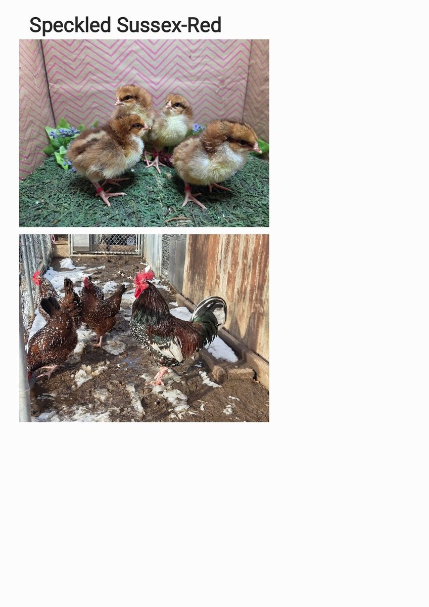 Speckled Sussex Chicks