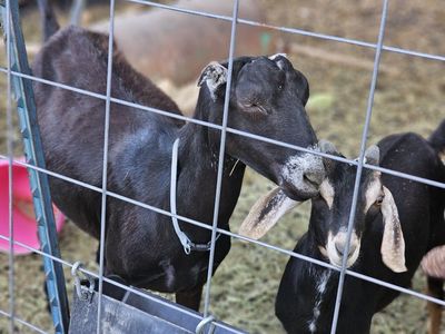 Elf – Nubian/LaMancha Doe – $150