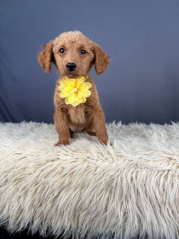 Sweet and Affectionate Female Goldendoodle Puppy