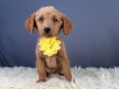 Sweet and Affectionate Female Goldendoodle Puppy
