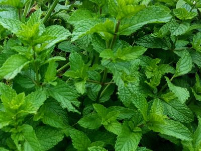 FREE MINT PLANT