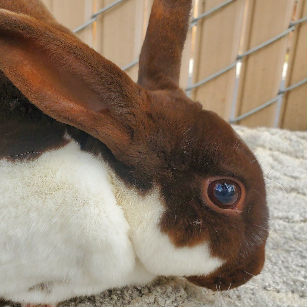 Broken Chocolate Self Doe Purebred Mini Rex