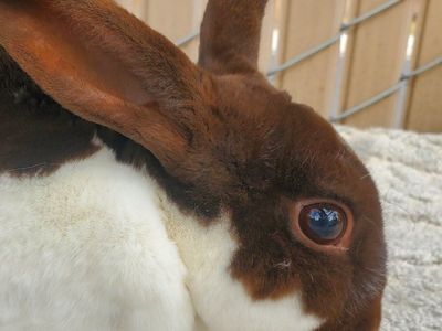 Broken Chocolate Self Doe Purebred Mini Rex