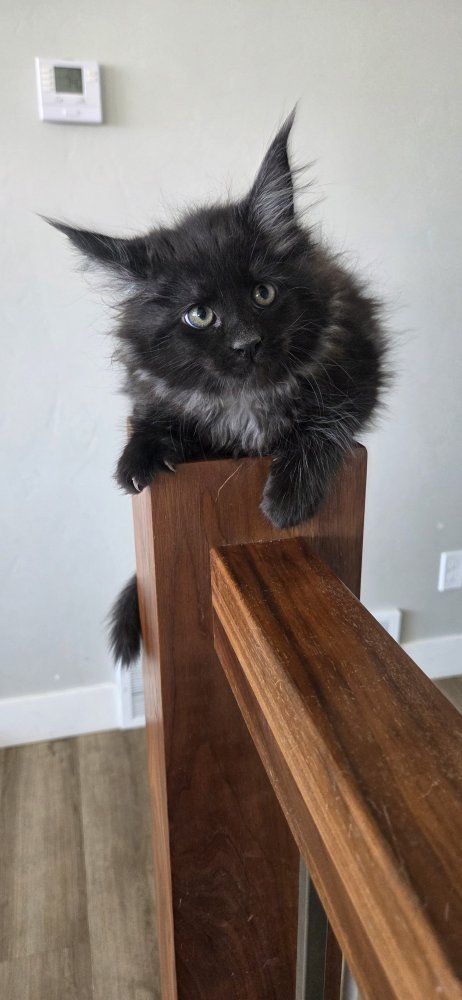 CFA Maine Coon Kittens