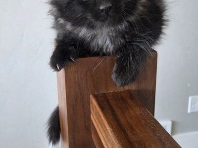 CFA Maine Coon Kittens