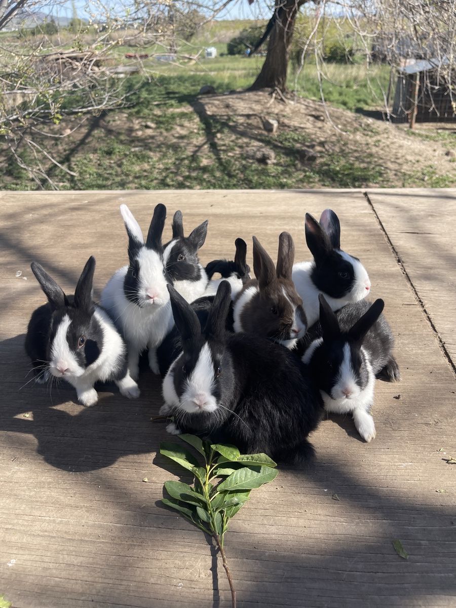 Purebred Dutch rabbits