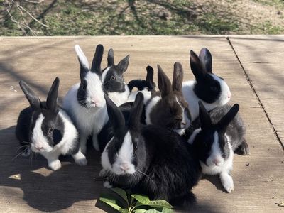 Purebred Dutch rabbits