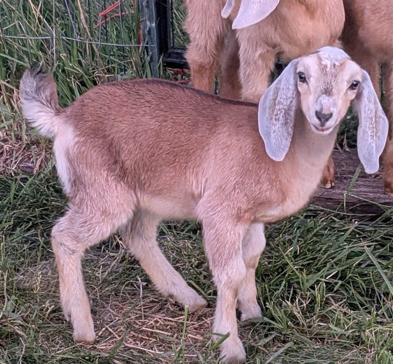 Pure Nubian doelings, bottle fed