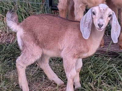 Pure Nubian doelings, bottle fed