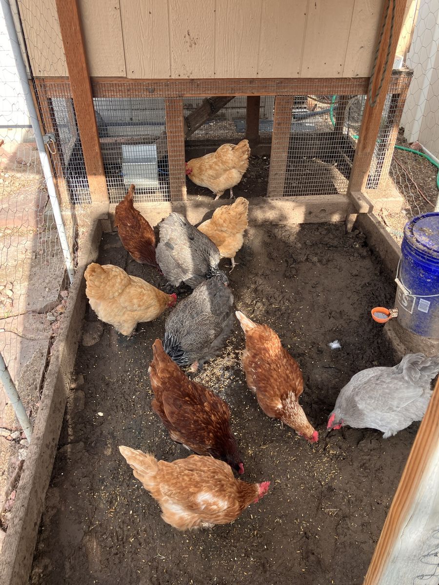 Egg laying chickens