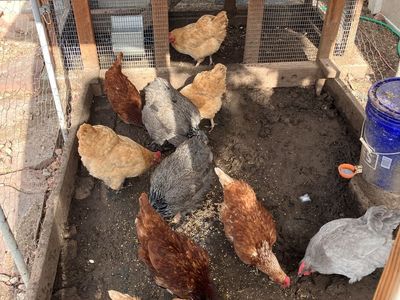 Egg laying chickens
