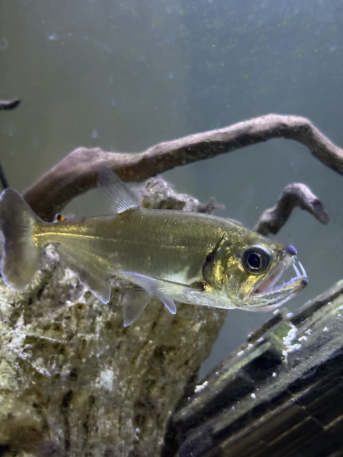 Payara fish 5” qty: 3