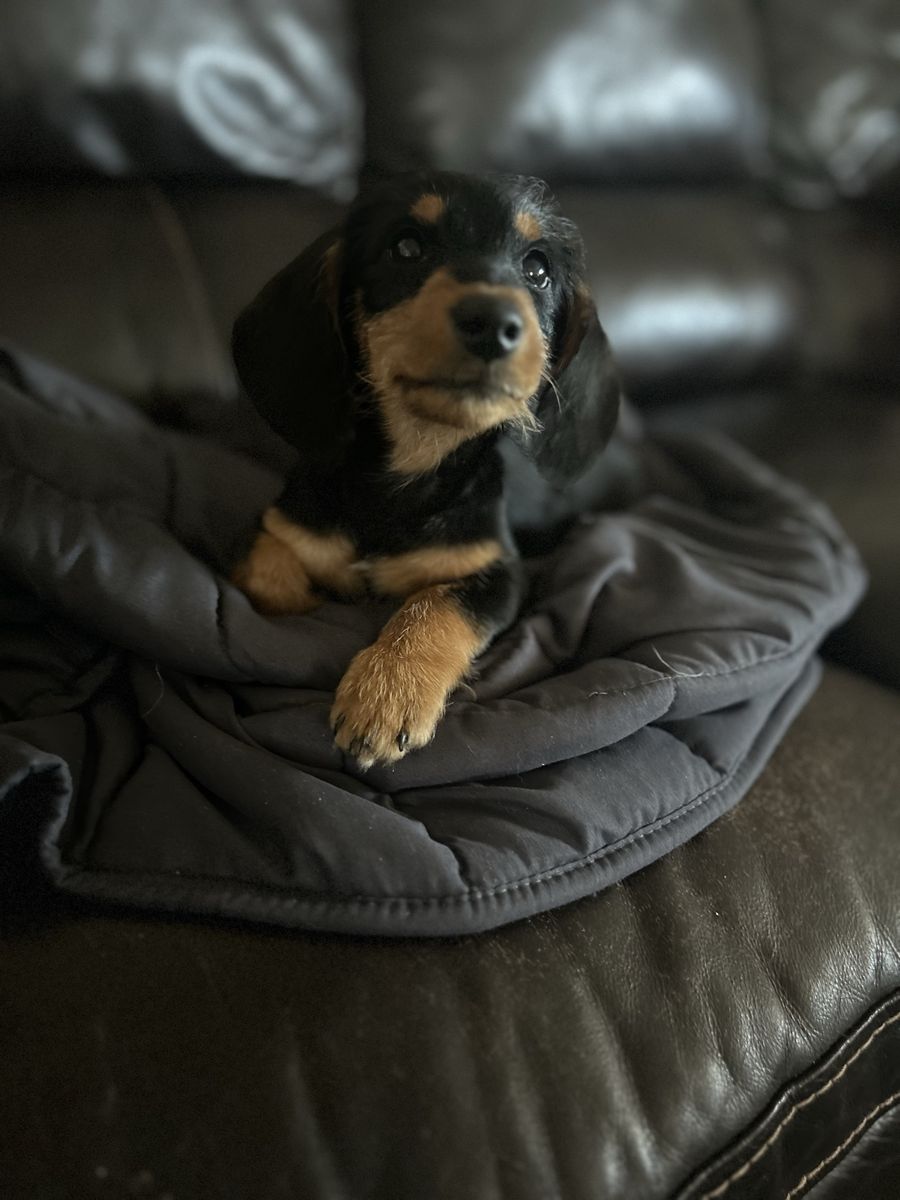 Dachshund Puppy