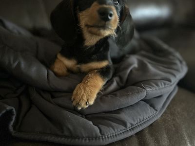 Dachshund Puppy