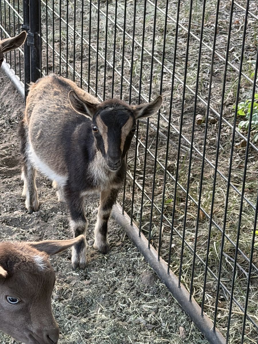 ADGA Nigerian dwarf doeling