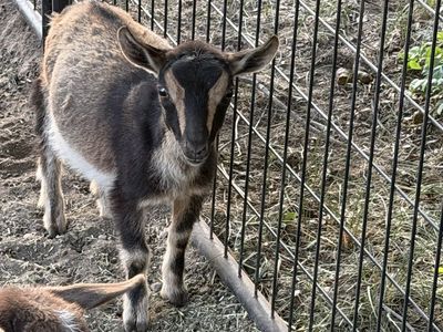 ADGA Nigerian dwarf doeling
