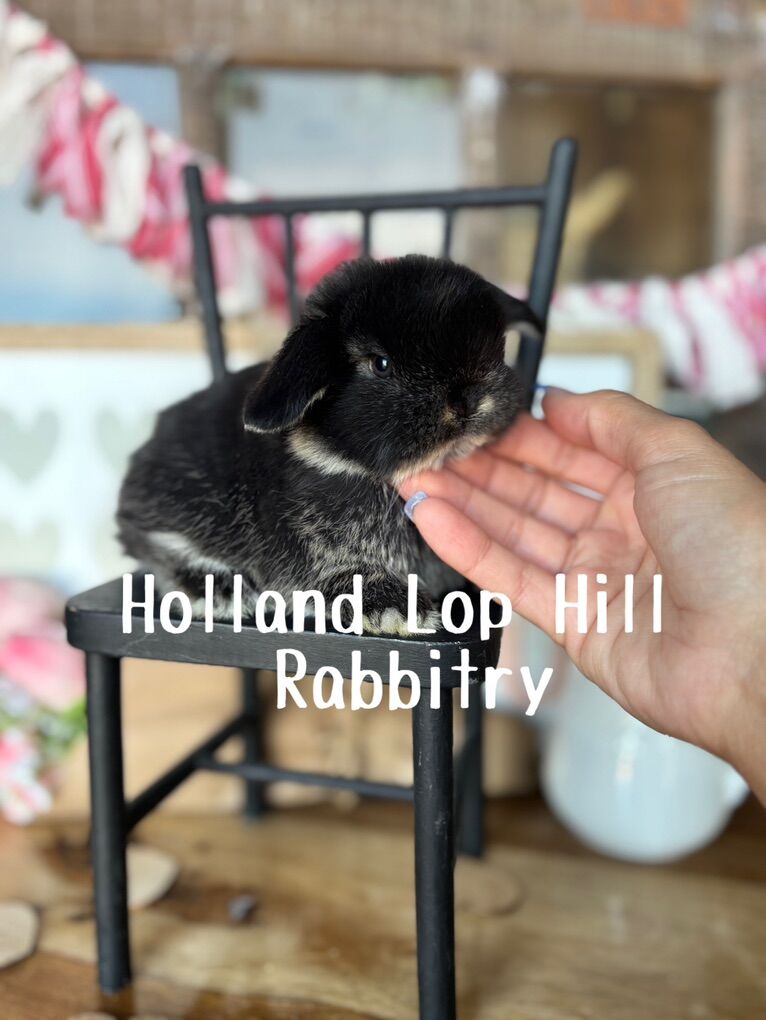 Purebred Holland Lop Bunnies