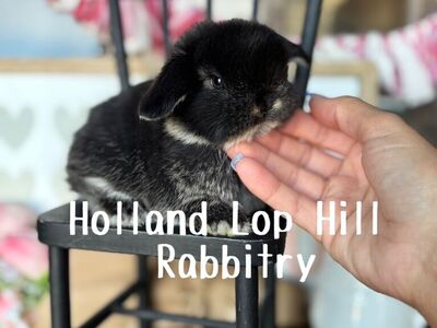 Purebred Holland Lop Bunnies