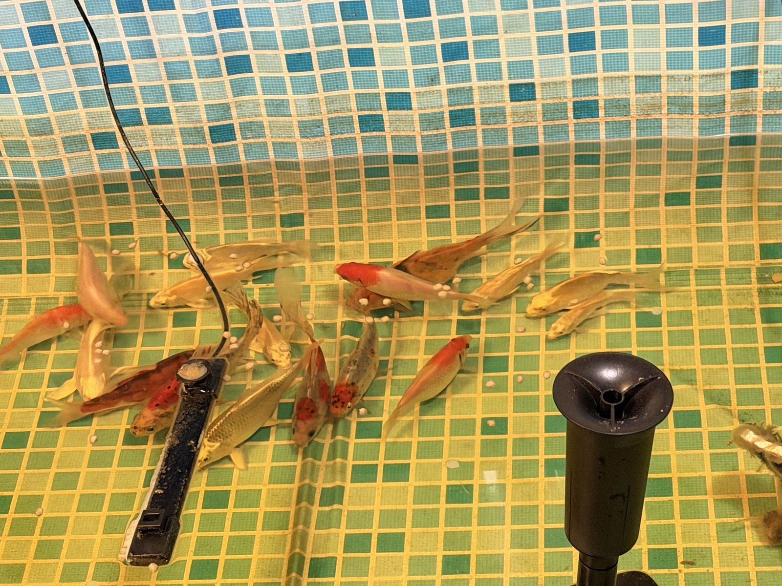 15 koi and 2 Shubunkin Goldfish