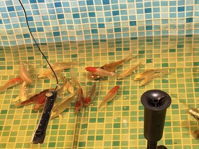 15 koi and 2 Shubunkin Goldfish