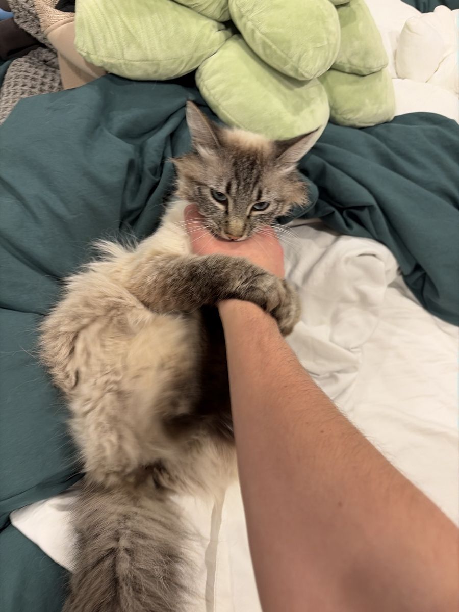 Missing Cat - Provo, Grandview South Neighborhood