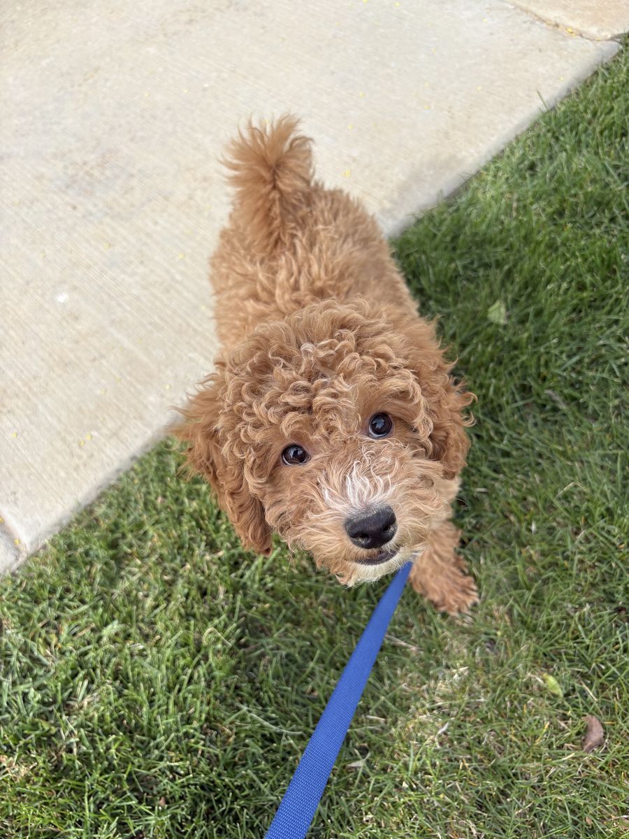 Brown Poodle Puppy for Sale!