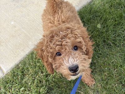 Brown Poodle Puppy for Sale!