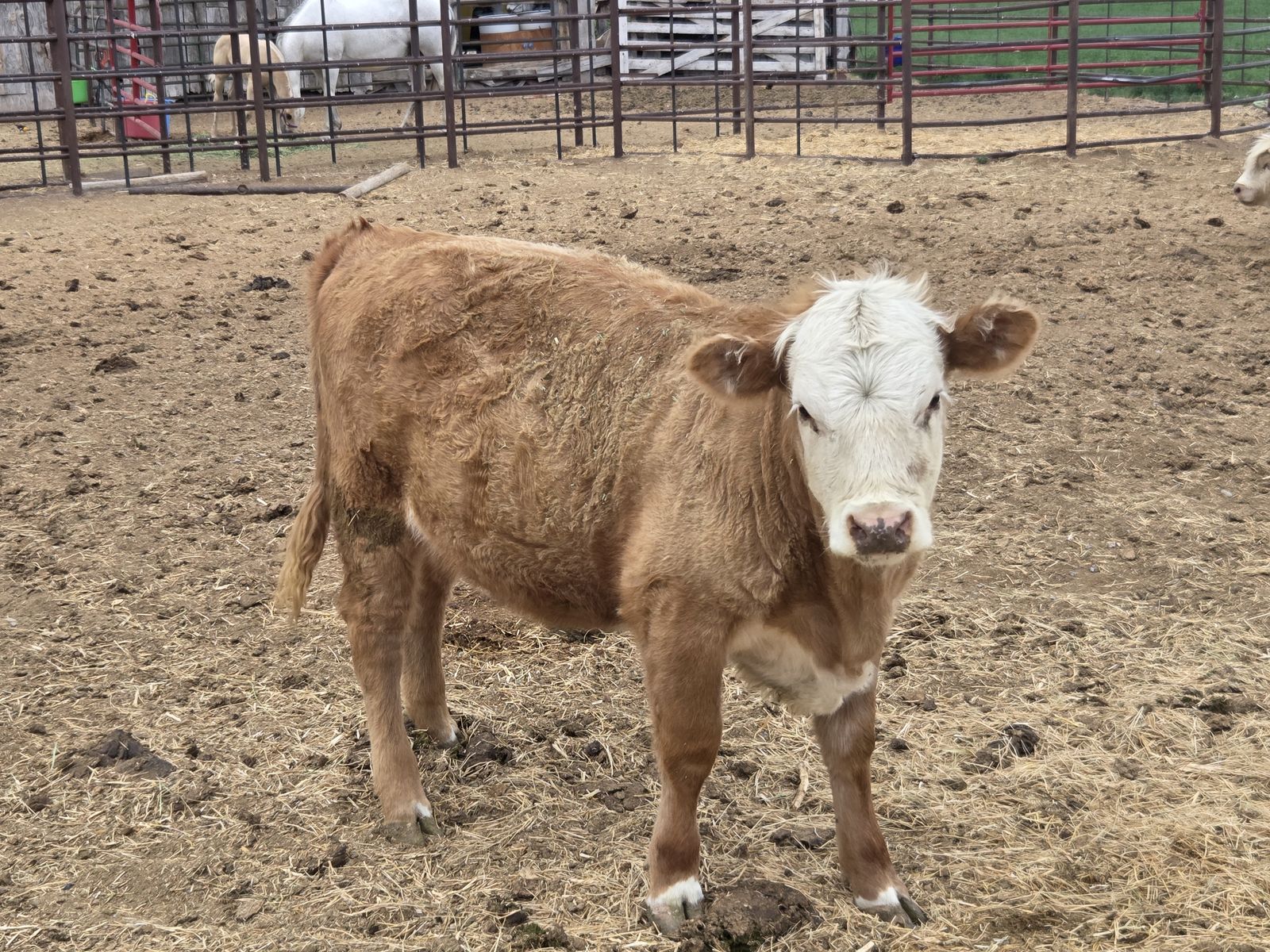 Hereford Heifer