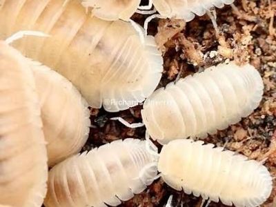 Glacier Isopods 10ct For $30