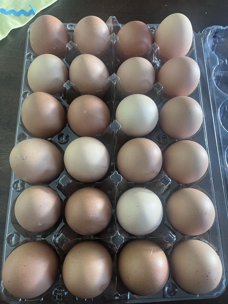 Eggs $5 for 2 dozen (24 eggs)
