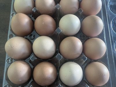 Eggs $5 for 2 dozen (24 eggs)