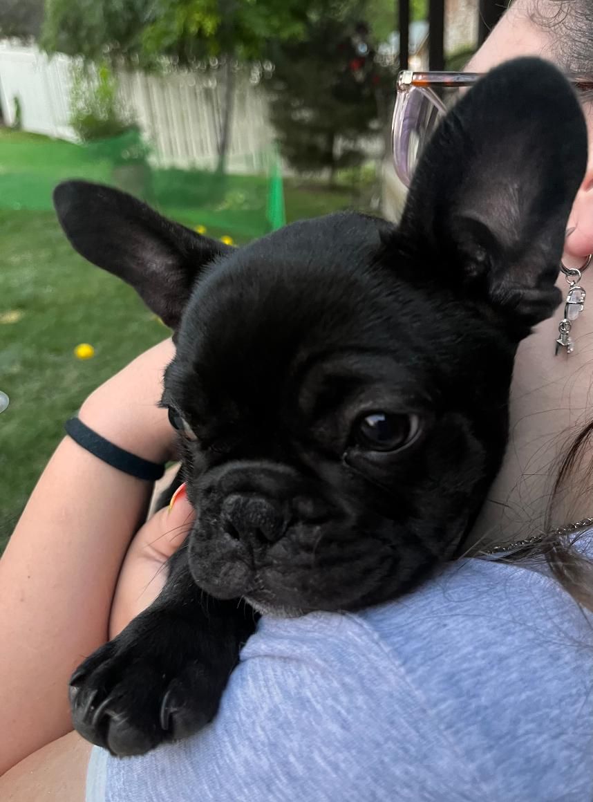 French Bulldog puppies 12 weeks ready for new homes!