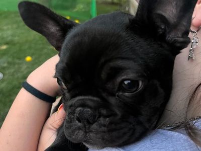 French Bulldog puppies 12 weeks ready for new homes!