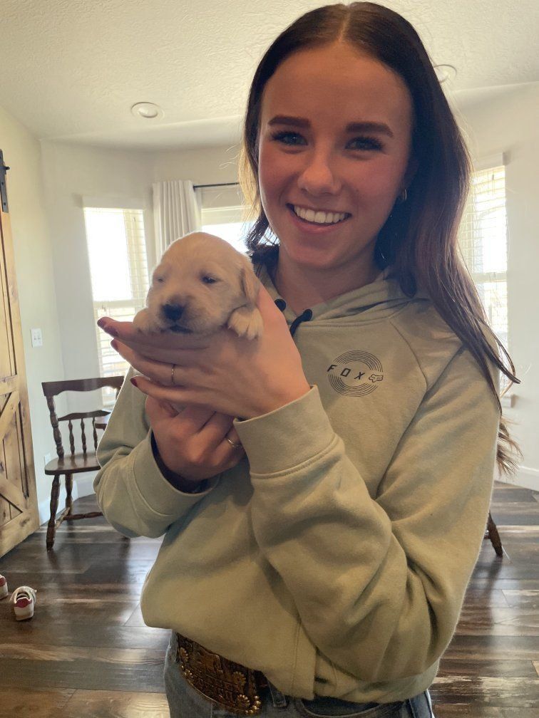 AKC Golden Retriever puppies!